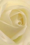 Drawn deep into the creamy heart of this white rose, one is enveloped by layers of softness-a floral embrace reminiscent of peaceful mornings in Hendon, cradled by the gentle hush of nearby gardens. The spiraled petals, so delicately unfurling, invite you to imagine their satiny touch touched by dew, while gentle shadows slip between ivory folds, giving a quiet depth that is at once dramatic and soothing. The scene radiates tranquillity, the sort you find during an unhurried stroll along Church Road when sunlight breaks through the leaves and everything feels possible. This rose, chosen by a skilled local florist, stands as the purest emblem of reverence, making it ideal for expressing sympathy, admiration, or the hope that comes with new beginnings in the community. One can almost sense a faint, sweet fragrance drifting into the room-a promise of fresh comfort and grace. Captured so intimately, the image reflects not just the form of the flower, but also the artistry and heartfelt care that defines Hendon's finest floristry, elevating every occasion where a thoughtful gesture is needed.